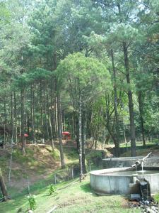 Trout farm in the mountains above Cuernavaca.