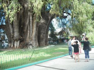The fattest tree on earth, Oaxaca.